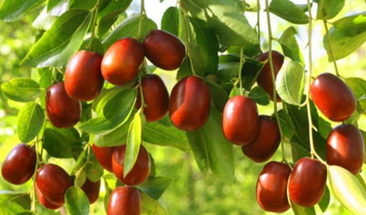 绿色发展新路径:林碳三产融合模式探索