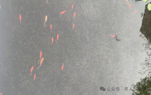 1.5毫升精子有多少_1.5毫升精子有多少_1.5毫升精子有多少