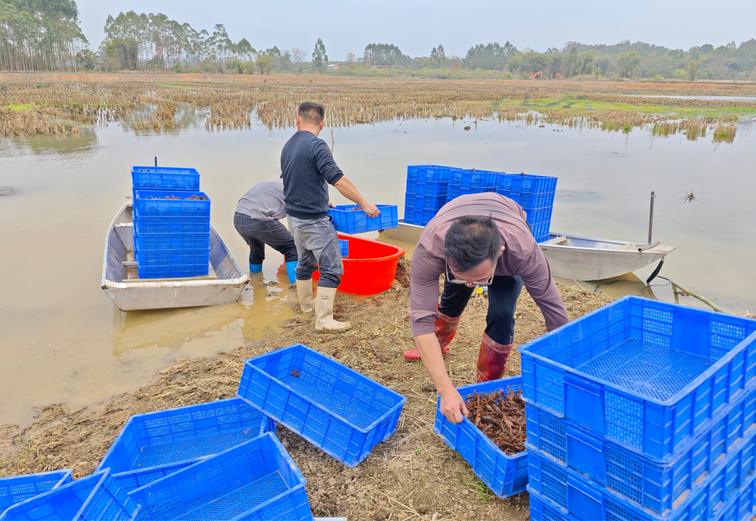 新春走基层稻田虾苗投放忙一田双收好丰景