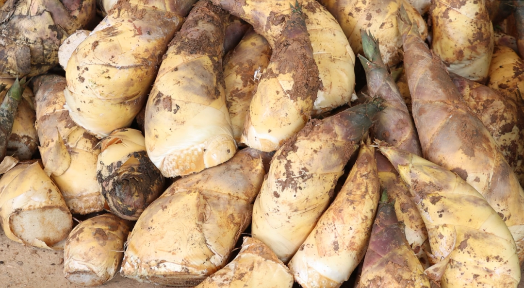 马蹄笋:鲜美食材山中藏 产业发展有奔头_贵港_广西