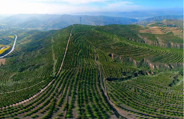 安定区:深化集体林改 激发林权活力 - 定西市林业和草原局