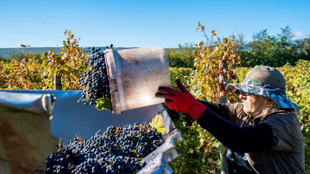 刚对华免签！却拒不出席亚运会？这个最欧洲的亚洲小国，到底藏着什么！