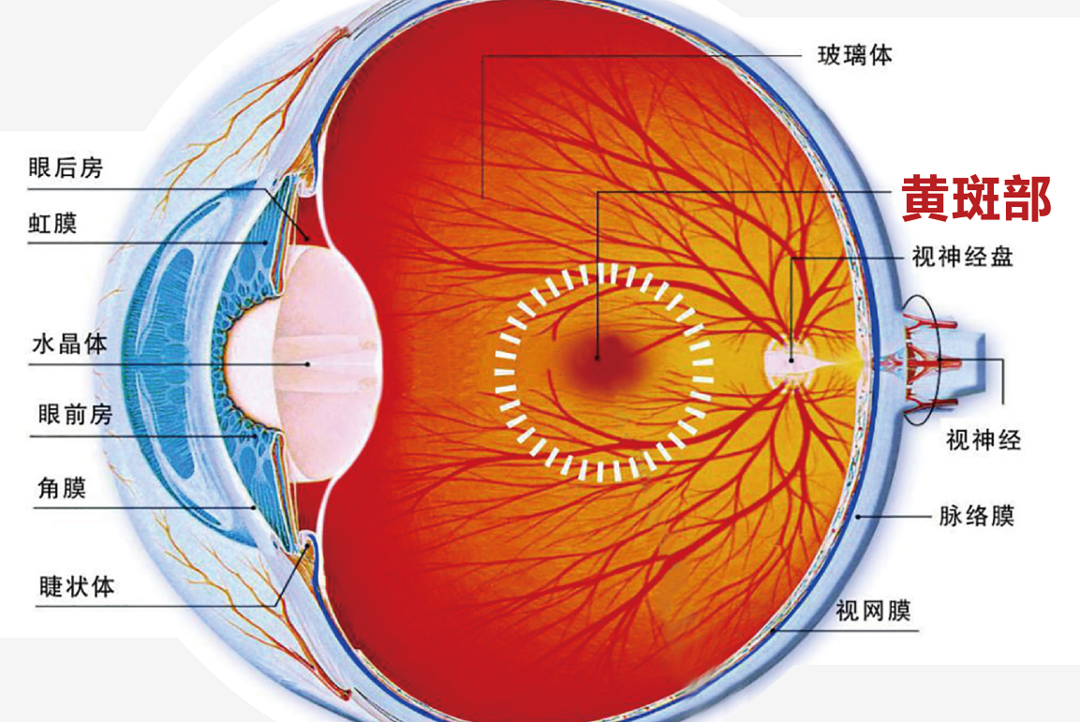 相机afc是什么意思【科普】我们的眼睛就是我们最好的“相机”，要好好珍惜_https://www.jmylbn.com_新闻资讯_第2张
