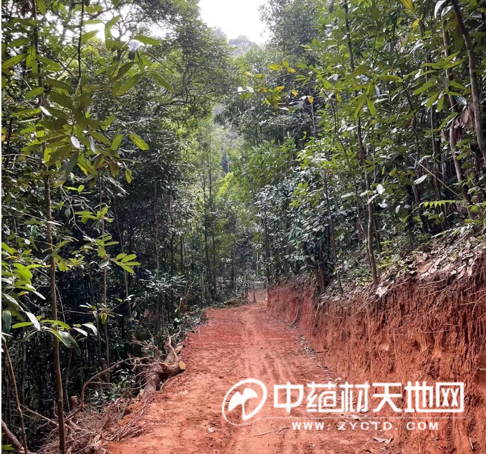 肉桂产新 后市能否破局？