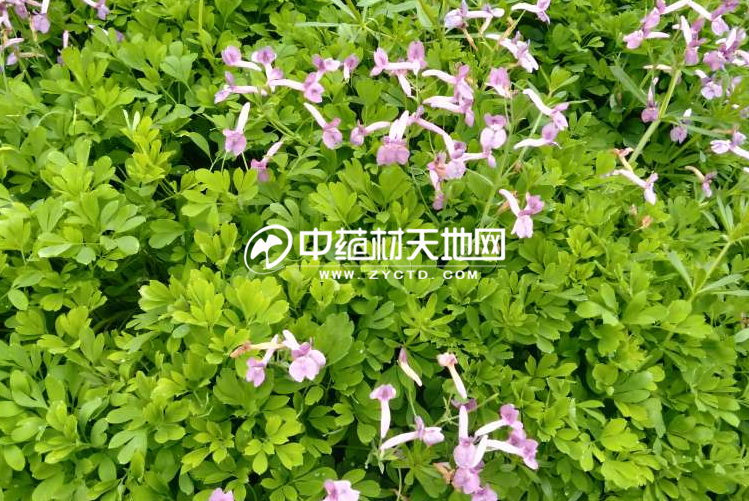 解码夏天无行情波动周期逻辑