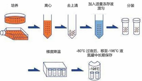 明明冻存的时候细胞长得好好的，怎么一复苏就完啦？