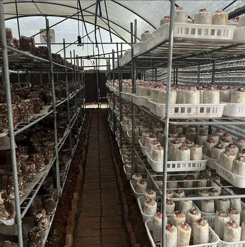 韶关市曲江区白土镇入选全国2024年农业产业强镇项目拟立项名单