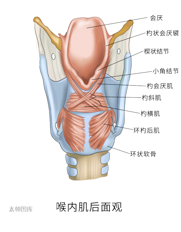 为什么购买可视硬性喉镜临床常见喉镜的分类及使用_https://www.jmylbn.com_新闻资讯_第3张