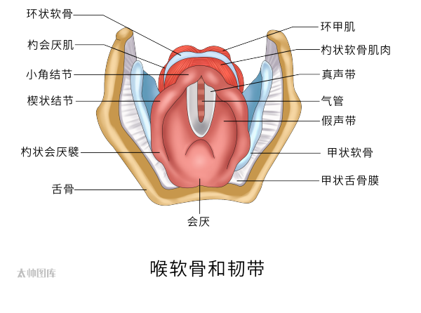 为什么购买可视硬性喉镜临床常见喉镜的分类及使用_https://www.jmylbn.com_新闻资讯_第5张