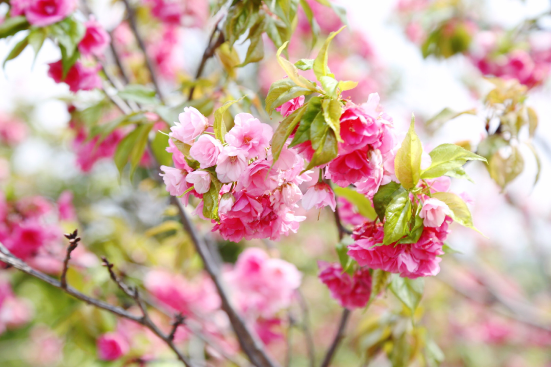 春游石林百花绽放静候佳人来