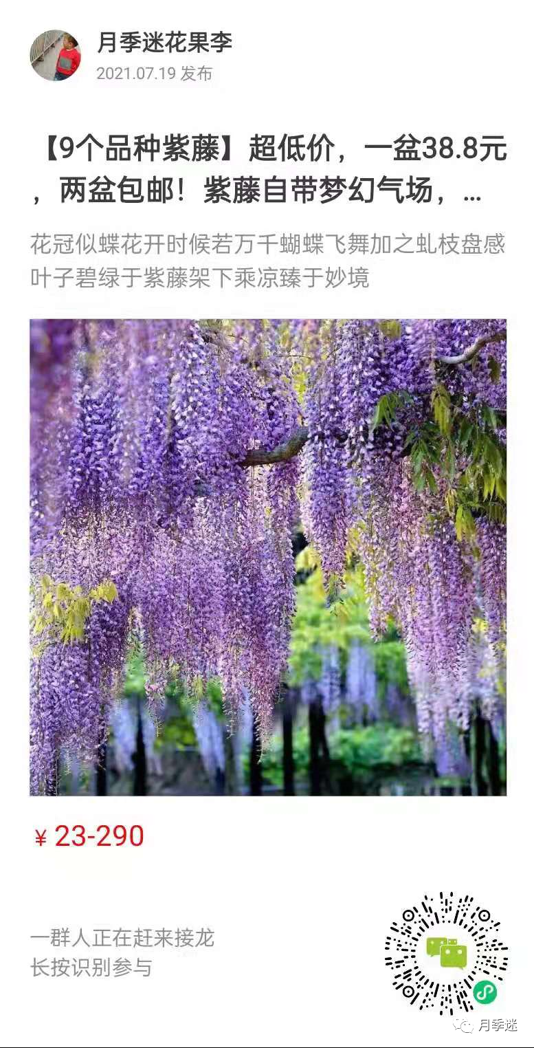 紫藤品种大全| 多季节开花和粉色紫藤有哪些,你知道吗?