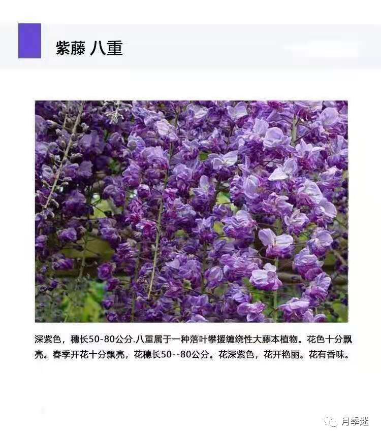 紫藤品种大全| 多季节开花和粉色紫藤有哪些,你知道吗?