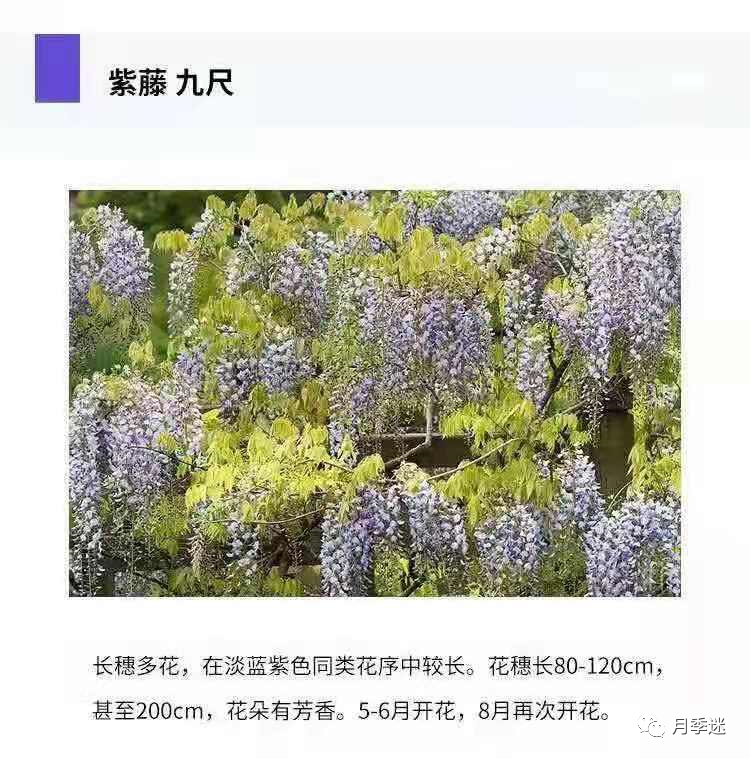 紫藤品种大全| 多季节开花和粉色紫藤有哪些,你知道吗?