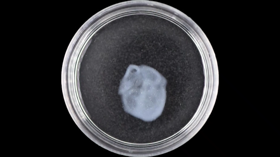 從生物制造到3D打印，國儀電鏡助力寧波大學醫(yī)工創(chuàng)新進程