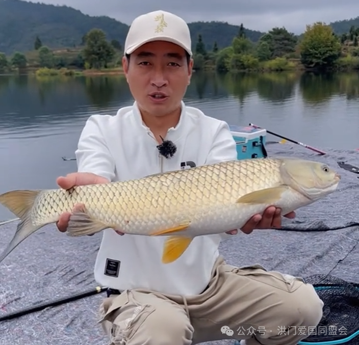 洪门湖水净如镜，洪门鳙鱼香味浓