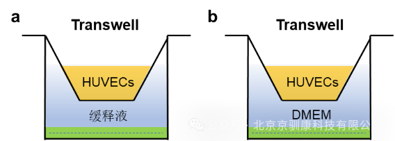 细胞迁移实验装置示意图