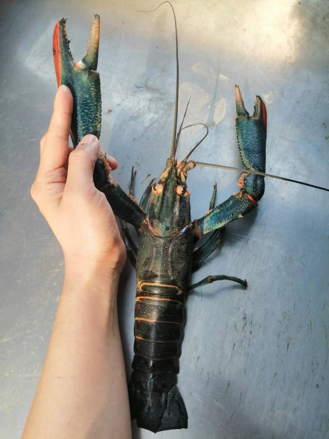 【创新创业风采】云南也能养"澳洲龙虾"吗?