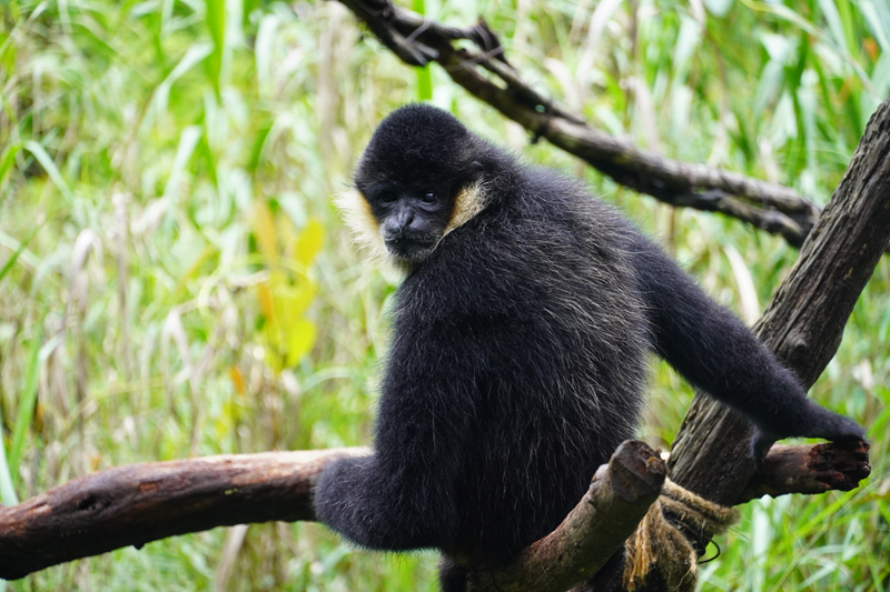 违反禁猎法规,在禁猎区使用禁猎的工具进行狩猎,破坏野生动物资源