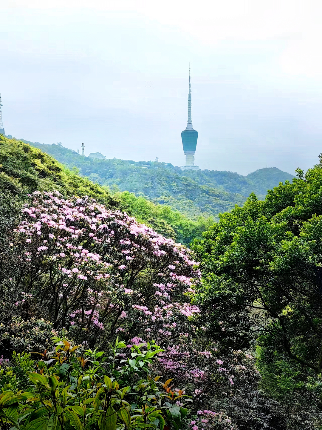 深圳大学杜鹃山图片