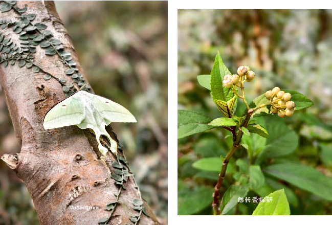 错过等1年深圳天花板级赏花圣地梧桐山毛棉杜鹃花开正旺