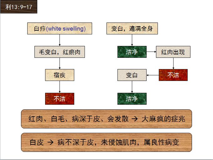 旧约圣经图表——利未记(图28)