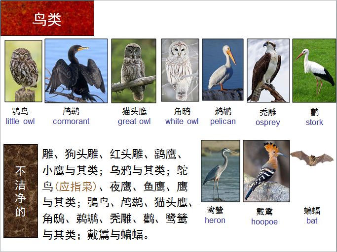 旧约圣经图表——利未记(图20)