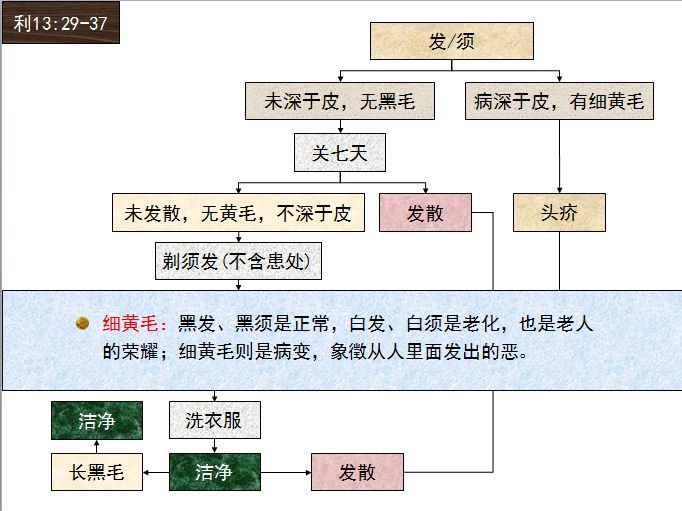 旧约圣经图表——利未记(图29)
