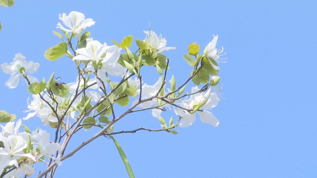 宫粉紫荆 (2).png