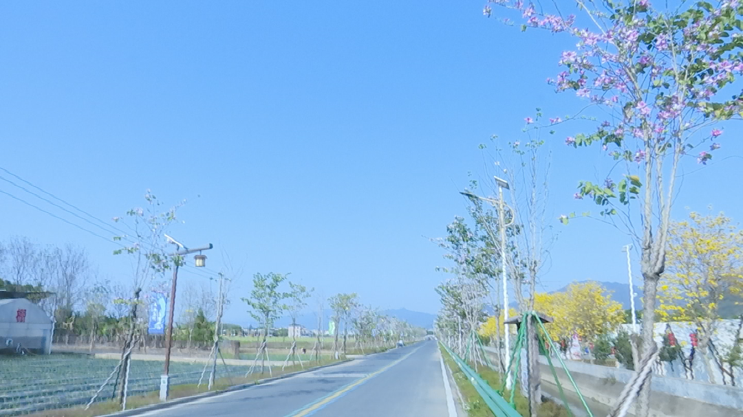 宫粉紫荆 (8).png