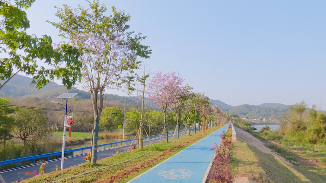 宫粉紫荆 (11).png