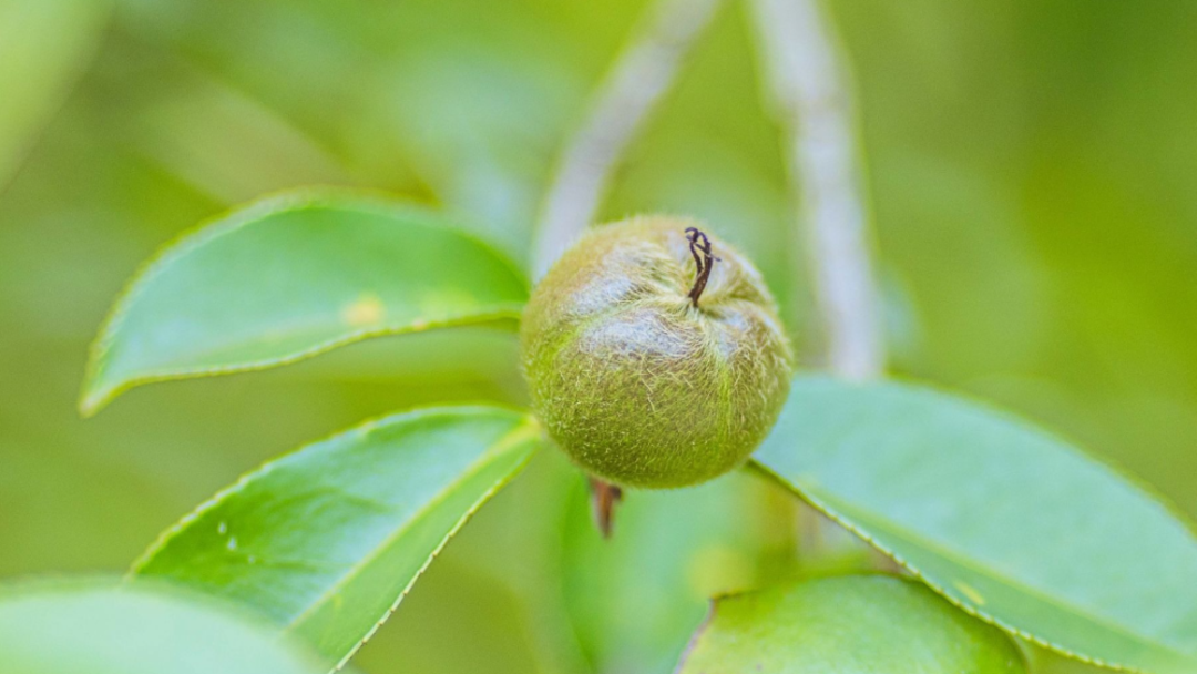 聚“蕉”融湾•奋战“百千万”｜抓项目拼经济兴建设，南磜镇实干为笔书写“百千万工程”奋斗篇章！