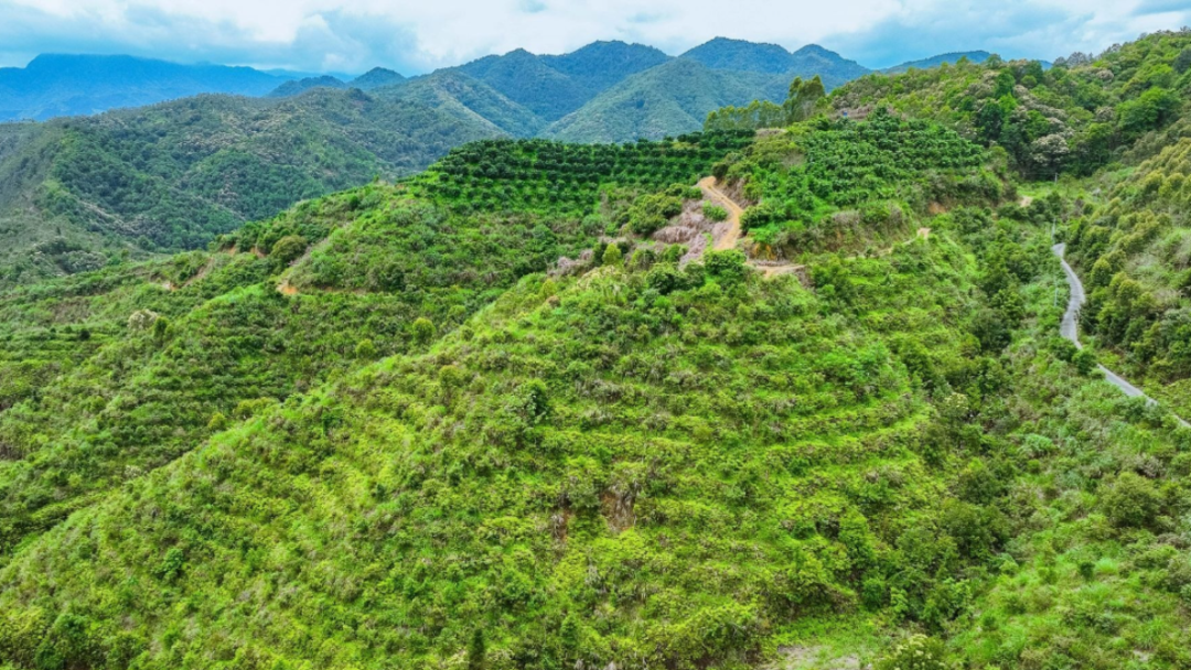 聚“蕉”融湾•奋战“百千万”｜抓项目拼经济兴建设，南磜镇实干为笔书写“百千万工程”奋斗篇章！