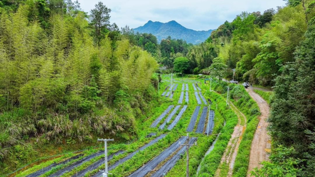 聚“蕉”融湾•奋战“百千万”｜抓项目拼经济兴建设，南磜镇实干为笔书写“百千万工程”奋斗篇章！