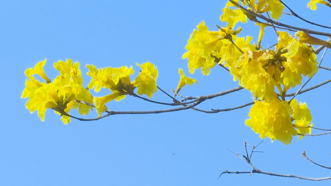 黄花风铃木 (11).png