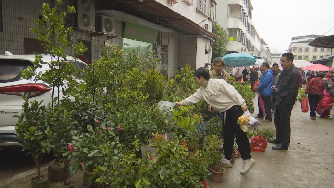 栽苗植绿正当时苗木市场销售旺