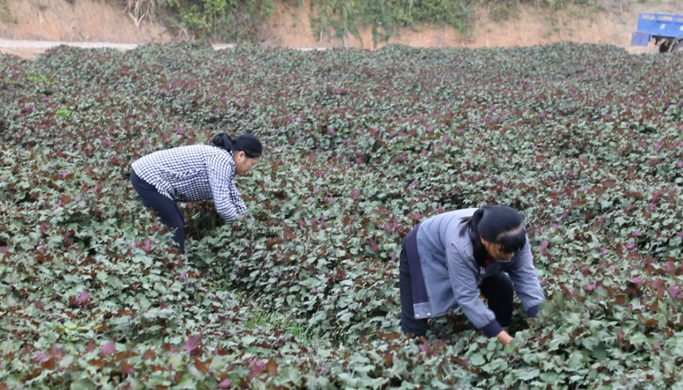 小紫蘇也能做 大菜 臨澧這個村種紫蘇火了 中國熱點