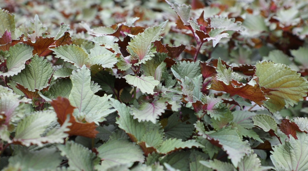 小紫蘇也能做 大菜 臨澧這個村種紫蘇火了 中國熱點