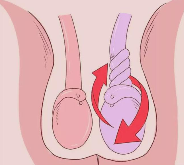 睾丸正常形态图片
