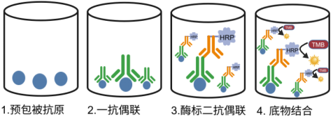 新品發(fā)布：高靈敏度磺胺類ELISA檢測試劑盒，助力獸藥殘留監(jiān)控！