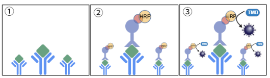 普瑞邦芥末过敏原检测试剂盒｜精准检测，筑牢食品安防线