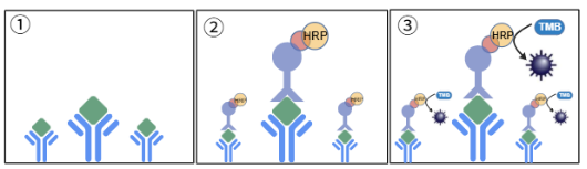 新品推出------苦荞酶联免疫试剂盒