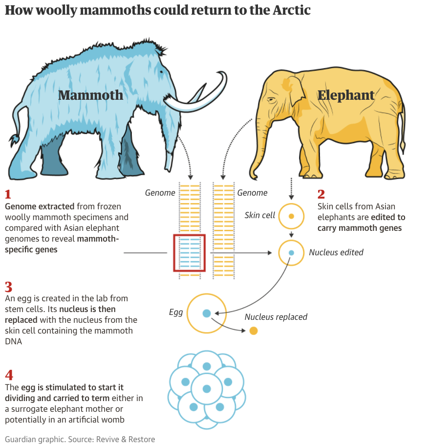远古巨兽猛犸象要复活了！6年后安置北极！网友：你考虑过其他物种的感受吗