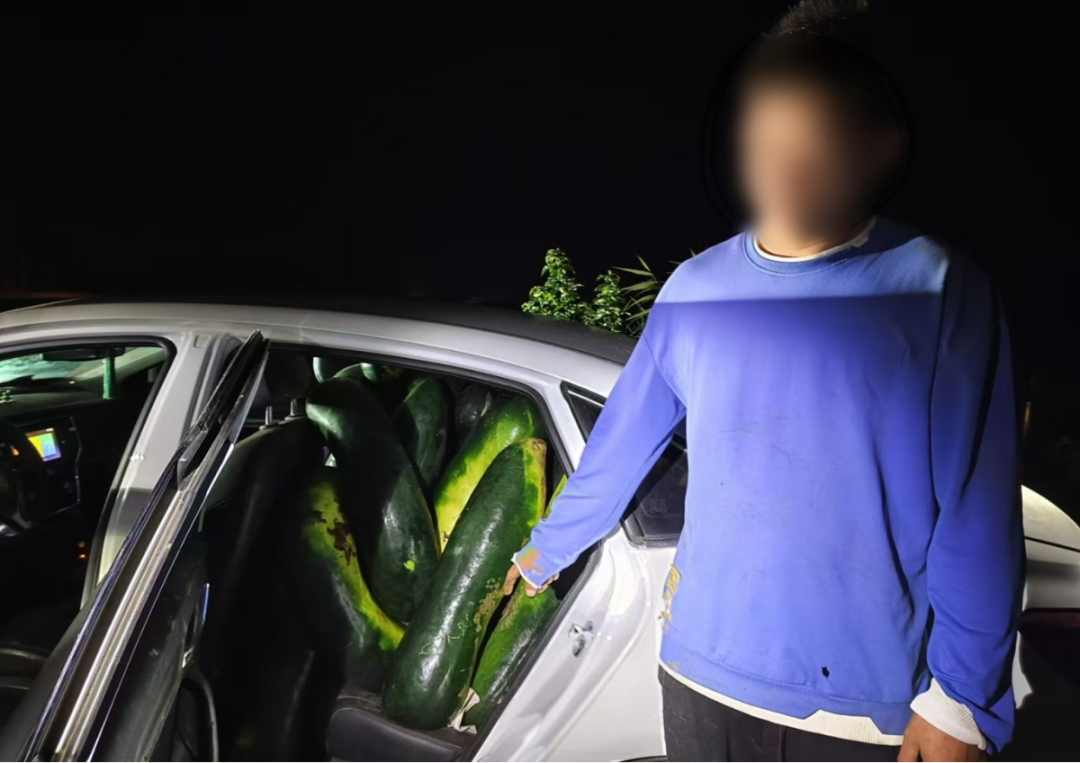 男子跨省偷20000斤冬瓜，在瓜地里被抓