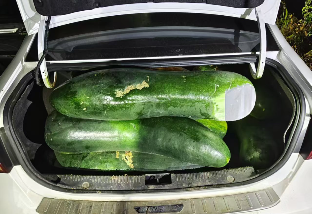 男子跨省偷20000斤冬瓜，在瓜地里被抓