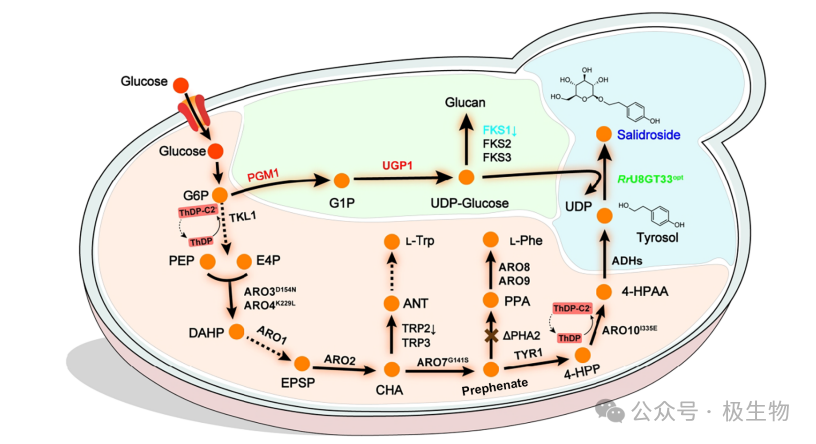 红景天苷代谢图