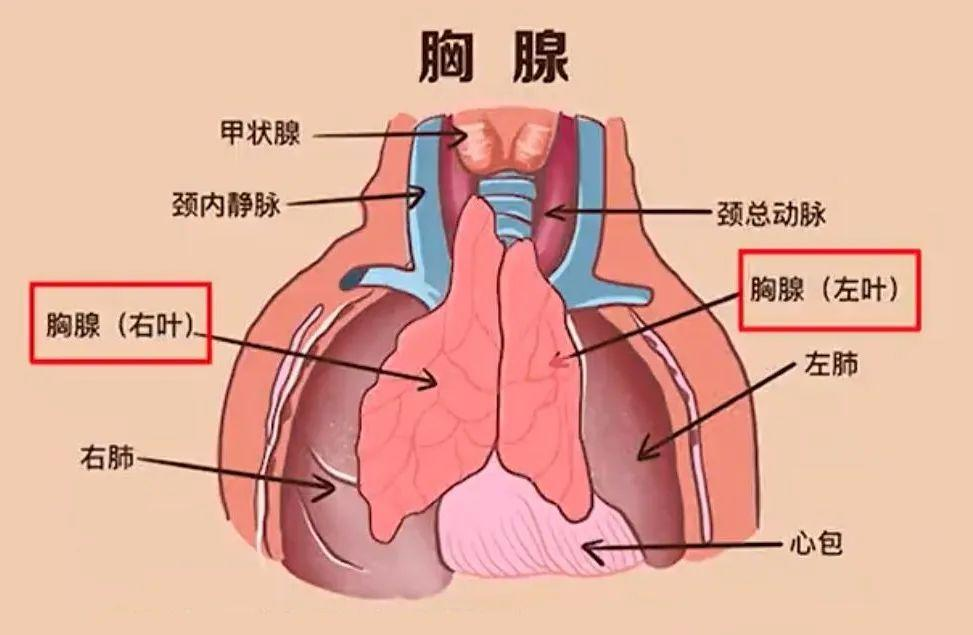 哈佛医学院研究公布的人类“长寿密码”是在步中国科学家金日光教授的后尘(图2)