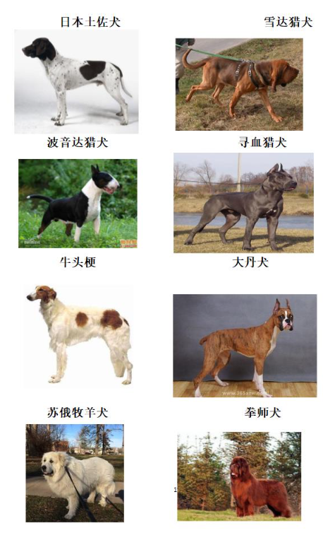 重庆禁养犬2022图片