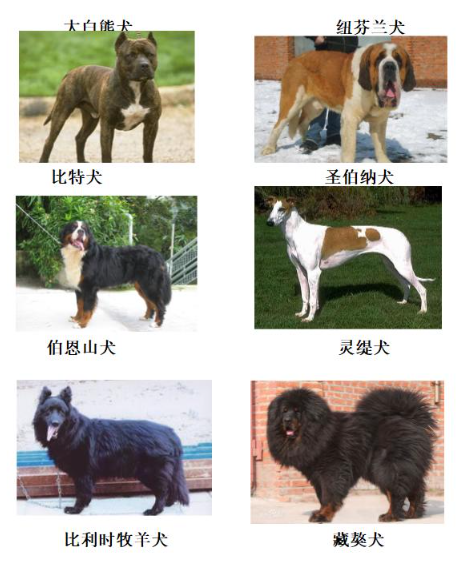 重庆禁养犬2022图片