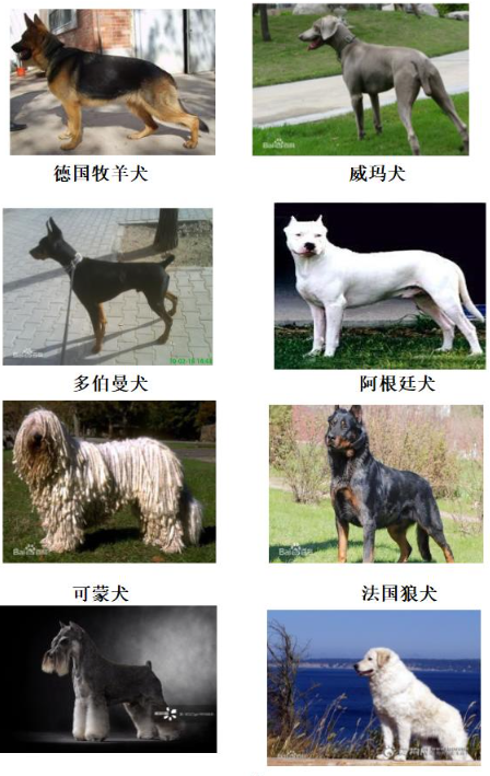 重庆禁养犬2022图片