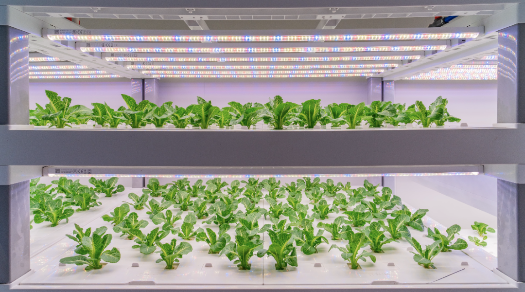 Using Computer Vision To Identify Lettuce: Innovative Agri-Tech